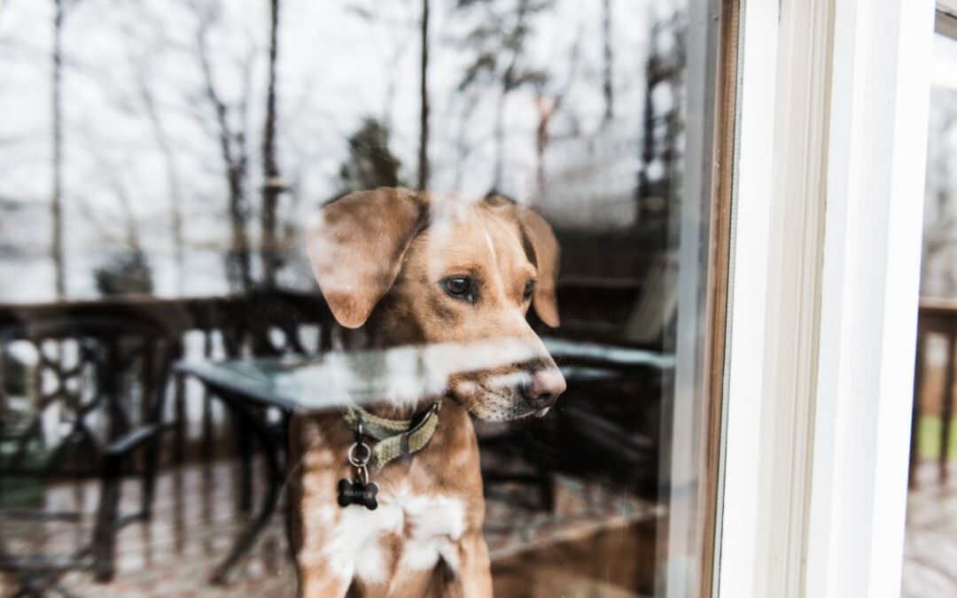 Dog looking out of a vinyl replacement window in Wisconsin
